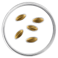 Latvia 15 euro gold proof 2026 - Golden Seeds