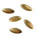 Latvia 15 euro gold proof 2026 - Golden Seeds